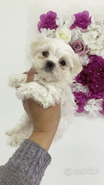 Maltese coreano mini toy