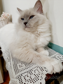 Piccoli ragdoll in arrivo