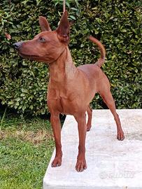 Pinscher per monta