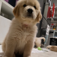 Golden Retriever linea americana 100 %