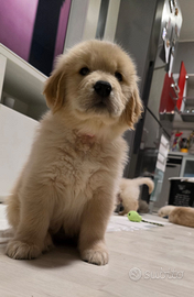 Golden Retriever linea americana 100 %