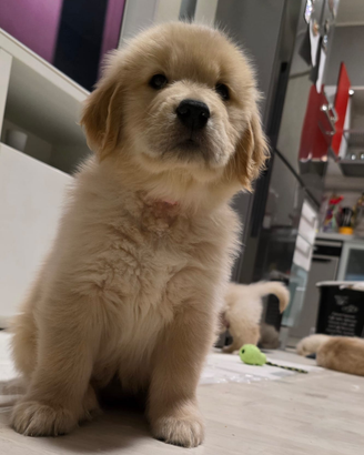 Golden Retriever linea americana 100 %