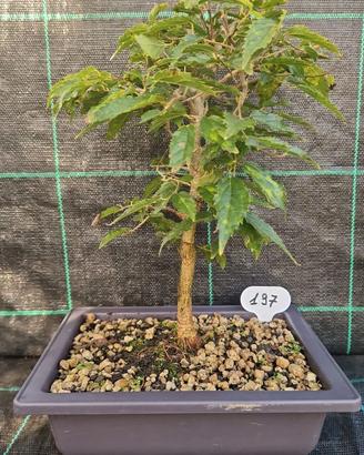 Bonsai di Bagolaro (Celtis Australis )  197