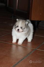 Spitz tedesco nano pomerania pedigree mini