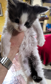 Cucciola di Maine Coon