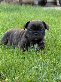 Cuccioli bulldog francese