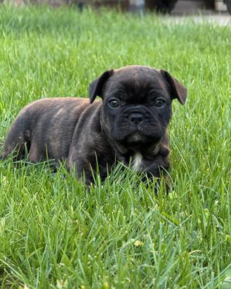Cuccioli bulldog francese