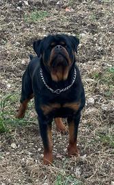 Rottweiler