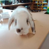 Coniglio ariete nano toy