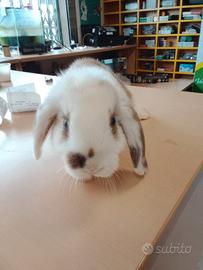 Coniglio ariete nano toy