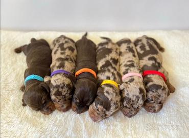 Bassotto cuccioli Pedigree ENCI ALTA GENEALOGIA