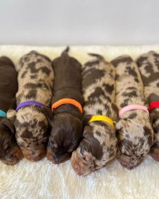 Bassotto cuccioli Pedigree ENCI ALTA GENEALOGIA