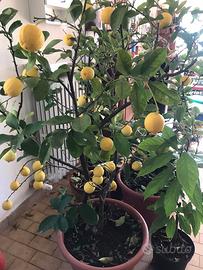 VASO LIMONE