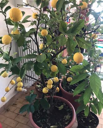 VASO LIMONE