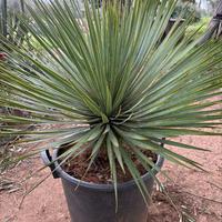 YUCCA ROSTRATA