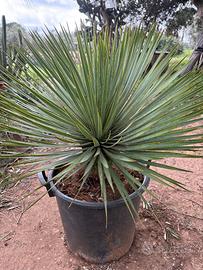 YUCCA ROSTRATA