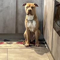 Pitbull maschio per monte