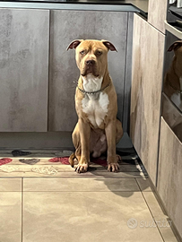 Pitbull maschio per monte