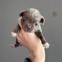 Cuccioli chihuahua lilac maschi