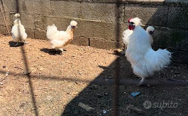 Galline Moroseta