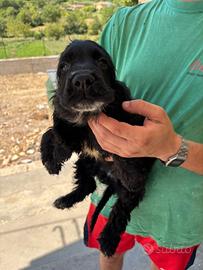 Cuccioli di Cocker 
