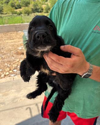Cuccioli di Cocker 