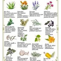 Impiegata erboristeria o alimentazione bio