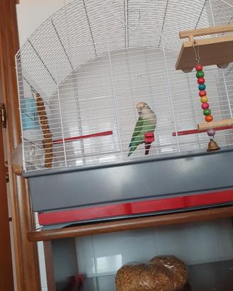 Inseparabile + gabbia