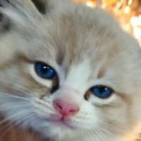 Cucciolo RAGDOLL da Riproduzione Pedigree AGI