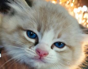 Cucciolo RAGDOLL da Riproduzione Pedigree AGI