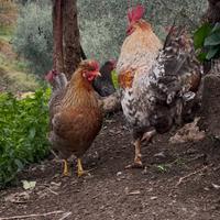 Galline e Gallo razza pura Legbar