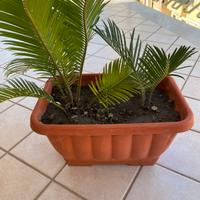 Pianta Cycas