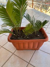 Pianta Cycas