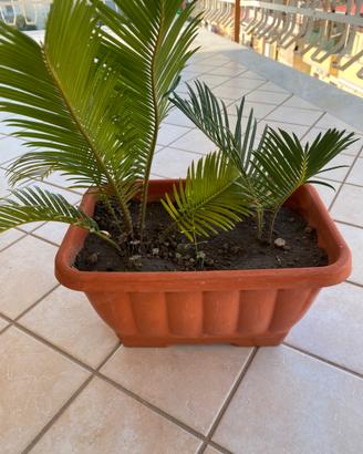 Pianta Cycas
