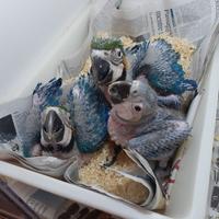Pappagallo ara ararauna baby