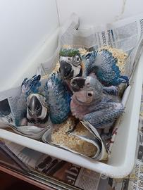 Pappagallo ara ararauna baby