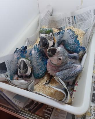 Pappagallo ara ararauna baby