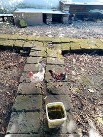 Polli chicchirinelli col collo nudo