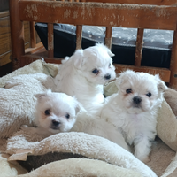 Maltesi taglia piccola con pedigree