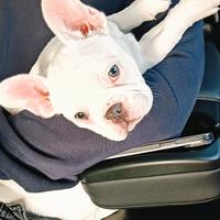 Bulldog francese esotico