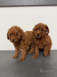 Barboncino piccolissimi