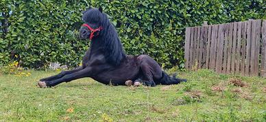 Pony
