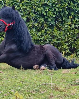 Pony