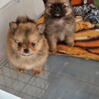 Cuccioli maschi Pomchi disponibili ?