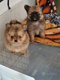 Cuccioli maschi Pomchi disponibili