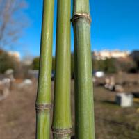 Canne di Bamboo varie misure e diametri