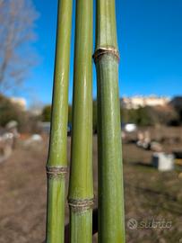 Canne di Bamboo varie misure e diametri