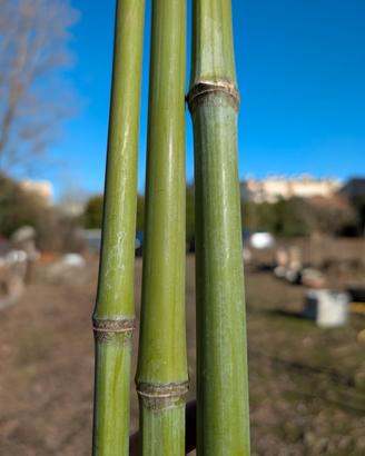 Canne di Bamboo varie misure e diametri