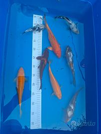 Carpe koi