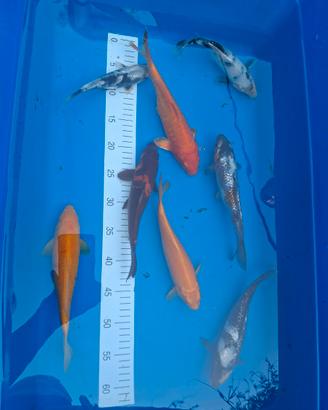 Carpe koi